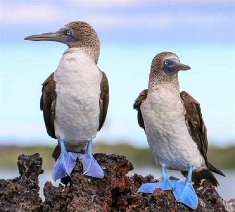 swampy area in the southern us nyt|blue footed marine bird nyt.